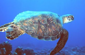 Hawksbill Turtle taken off the Kona Coast of Hawaii with ... by John H. Fields 